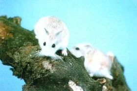 Křečík roborovského (Phodopus robovskii)