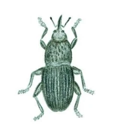 Pilous černý (Calandra granaria)