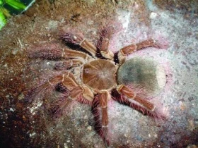 Theraphosa blondii – (Latreille, 1804)