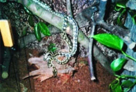 Morelia spilota variegata - krajta kobercová