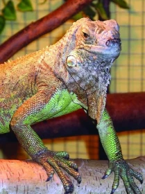 Dna u leguánů zelených