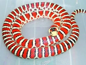 Dovoz živočichů do ČR z třetích zemí (non EU)