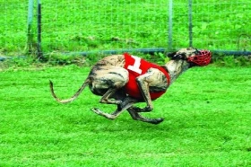 Dostihy chrtů - plníme licenční zkoušky