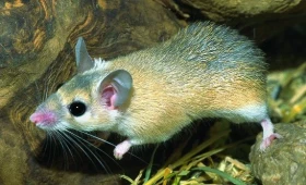 Bodlinatka sinajská