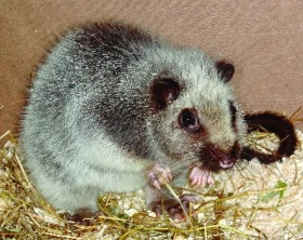 Krysa obláčková