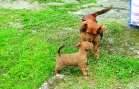 Konejšivé signály aneb na jedné vlně s vaším psem 2