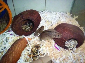 Pestruška písečná