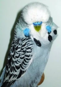 Celostátní výstava mladých andulek