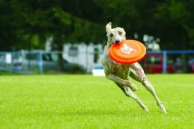 Dogfrisbee