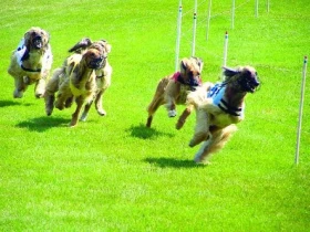 Mistrovství Evropy v dostizích chrtů