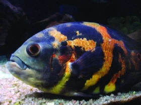 Vrubozubec paví v akváriu