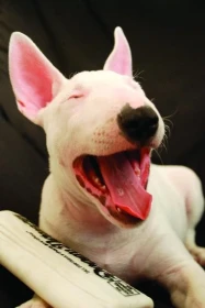 Fotografie na titulní straně - Miniaturní bulteriér Bull Terrier Miniature