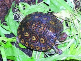 Rhinoclemmys pulcherrima manni