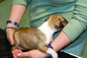 Vrozená srdeční vada