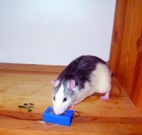 Clicker training pro potkany