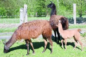 Lama je milý a nenáročný společník