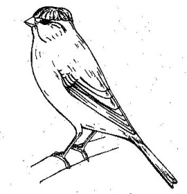 Postavoví kanáři – 3