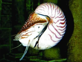 Hlavonožci tisíce tváří