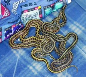 Užovka dvouskvrnná Elaphe bimaculata, Colubrinae