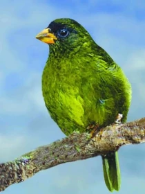 Stehlíkovec oranžovozobý – Linurgus olivaceus (Fraser, 1842)