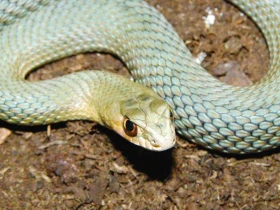 Šírohlavec ještěrčí (Malpolon monspessulanus)