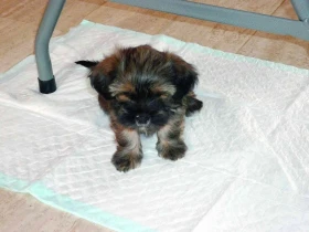 Péče o štěně i psího dospěláka – 1. část