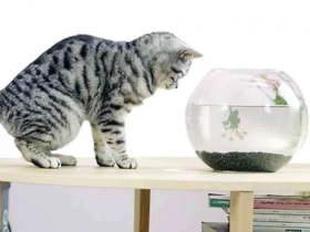 „Vybíravé kočičky – mlsné jazýčky“