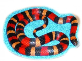 Korálovky – seriál 1. Chceme hada, chceme korálovku