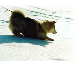 Musa pedestris aneb Abeceda dog – trekkingu (2.)