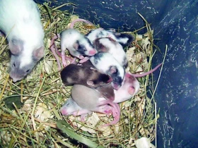 Surprise myšky. O odchovech barevných myšek, o tom, proč je dobré znát „genetiku barev“ a o tom, proč to nakonec bývá v praxi velké překvapení.