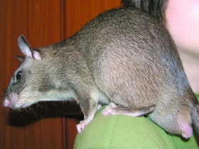 Krysa obrovská (Cricetomys gambianus)