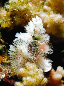 Mnohoštětinatí červi