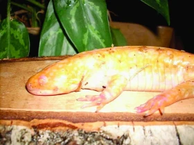 Ambystoma mexicanum golden albino – metamorfovaný