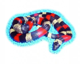 Korálovky – seriál 2. Kupujeme korálovku