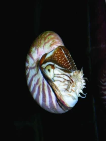 Loděnka – živoucí fosilie