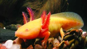 Ambystoma mexicanum golden albino Průběh metamorfózy