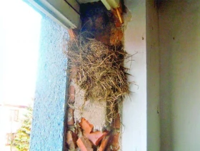 Hnízda v rámu okna