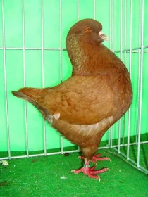 Chov kinga v České republice