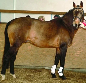 ERC Mnětice předvedlo plemenné hřebce