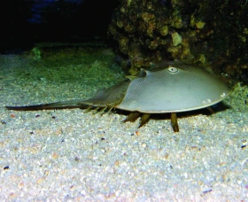 Ostrorepi – živoucí fosilie