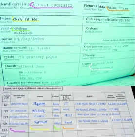 Ustájení koně – evidence