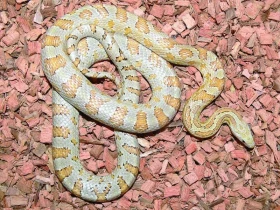 Barevné formy Pantherophis guttatus (Elaphe guttata) Díl druhý – Hypomelanická zvířata