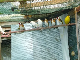 Odchov stehlíků v roce 2008