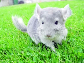 Činčila pravá – jihoamerická Chinchilla lanigera