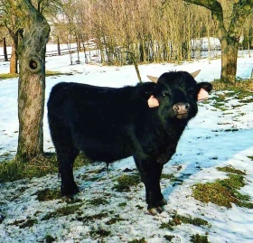 Dahomney, nové plemeno zakrslého skotu v našich chovech