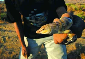 Psychoželva Leesa a lov rohatých zmijí – 14. část