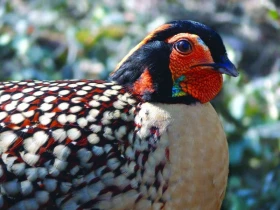 Satyr cabotův - tragopan caboti CITES I