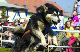 Jubilejní Hustopečský pulling
