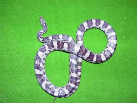 Barevné formy Pantherophis guttatus (Elaphe guttata) Díl třetí – Anerythristická zvířata – Anery