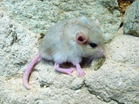 Pískomil tlustoocasý v teráriu Pachyuromys duprasi Lacepédé, 1880